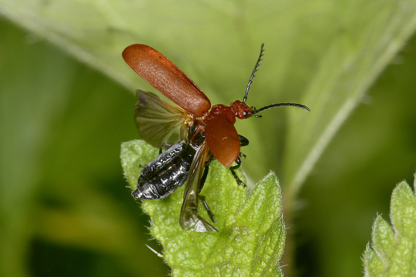 Pyrochroidae: Pyrochroa serraticornis? S.